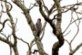 Ladder-backed Woodpecker
